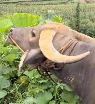 Niuzai eating leaves in the field