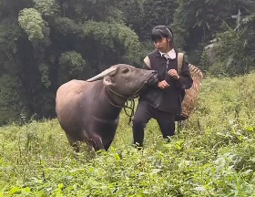 Chen Dongmei walking through the fields with Niuzai