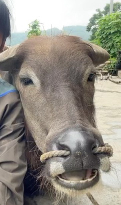 Niuzai resting his head next to Chen Dongmei