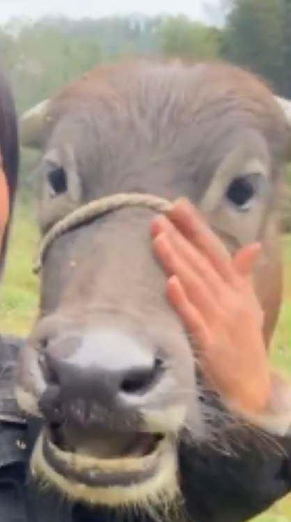 Chen Dongmei's hand on Niuzai's face, close up
